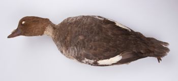 Media type: image;   Ornithology 204093